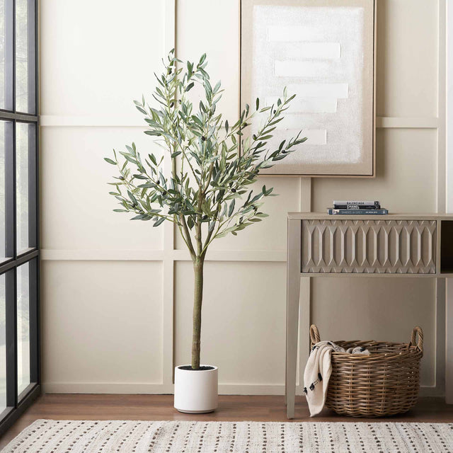 Olive Tree in White Pot Medium