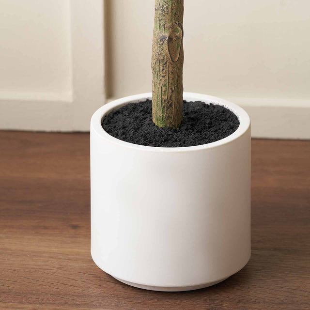 Olive Tree in White Pot Medium