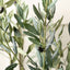 Olive Tree in White Pot Medium