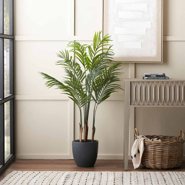 Areca Palm Plant in Dark Grey Pot