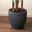 Areca Palm Plant in Dark Grey Pot