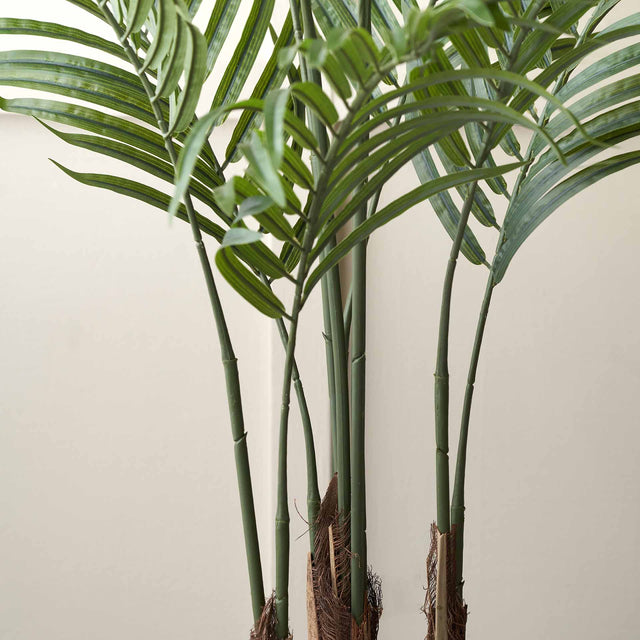 Areca Palm Plant in Dark Grey Pot