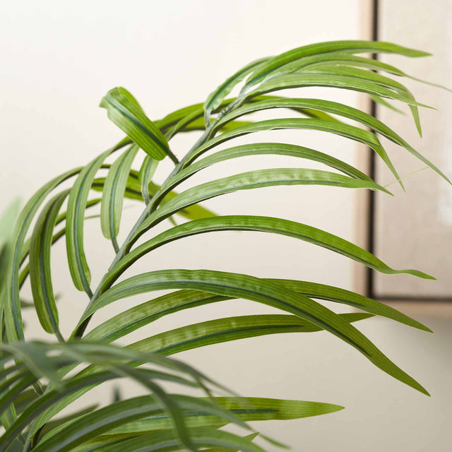 Areca Palm Plant in Dark Grey Pot