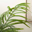 Areca Palm Plant in Dark Grey Pot