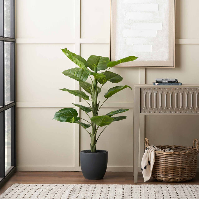 Elephant Ear Plant in Dark Grey Pot