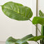 Elephant Ear Plant in Dark Grey Pot