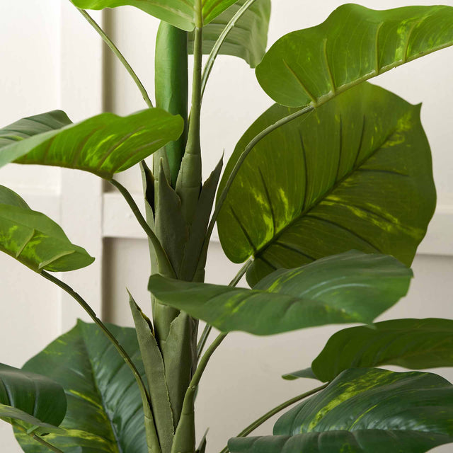 Elephant Ear Plant in Dark Grey Pot