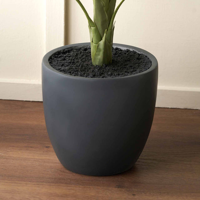 Elephant Ear Plant in Dark Grey Pot