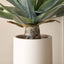 Agave Plant in Neutral Pot