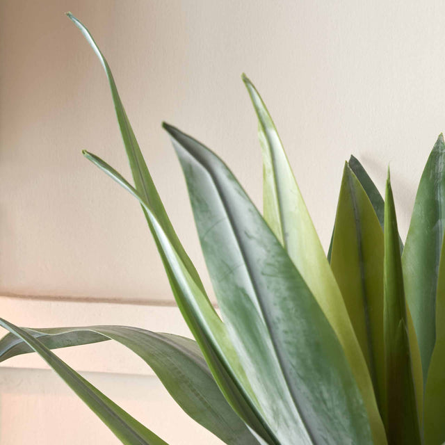 Agave Plant in Neutral Pot