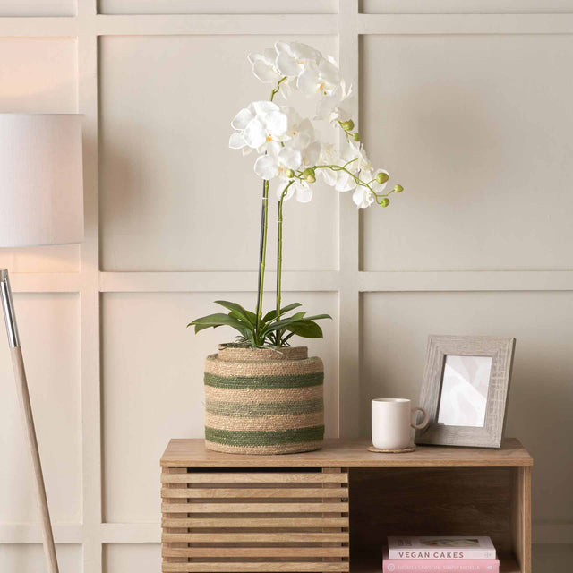 White Orchid in Moss Pot Medium