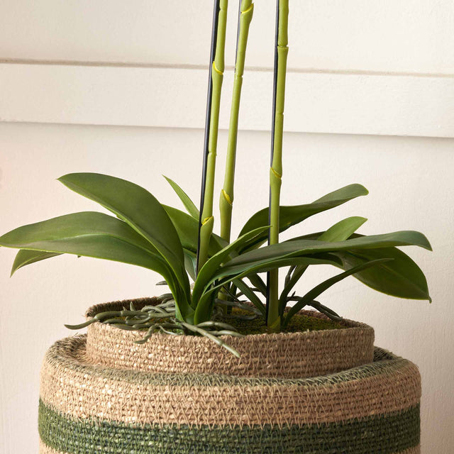 White Orchid in Moss Pot Medium