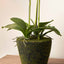 White Orchid in Moss Pot Medium